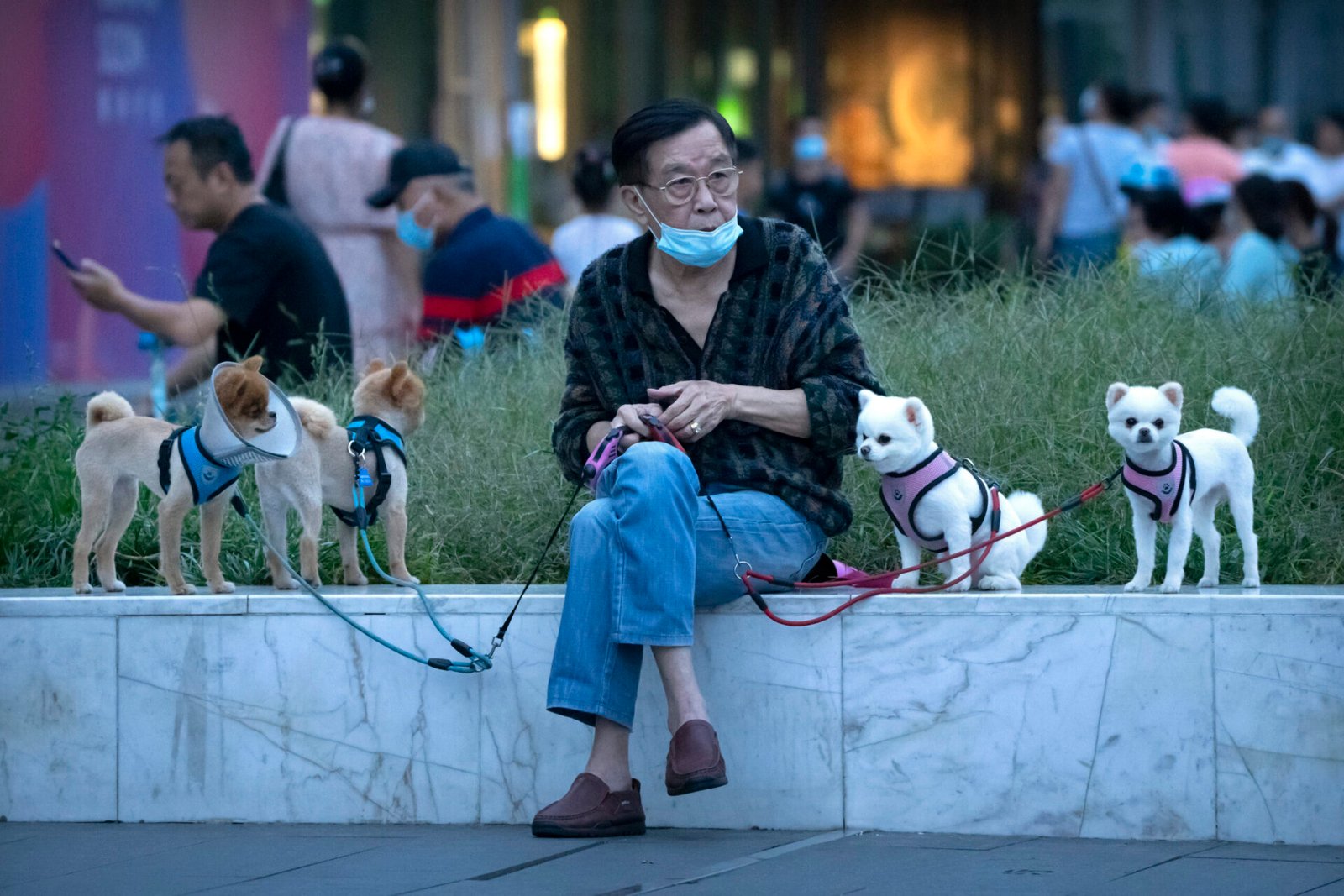 Todo Sobre El Mercado De Mascotas En China Wenomad